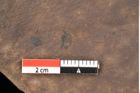 Foto (Detailsansicht) von Quercus palaeoilex Ettingshausen (NHMW-GEO-2024-0188-0822)